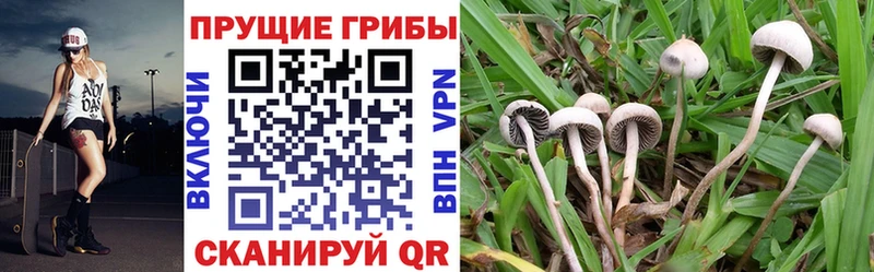 Псилоцибиновые грибы GOLDEN TEACHER  Купить где  Макушино 
